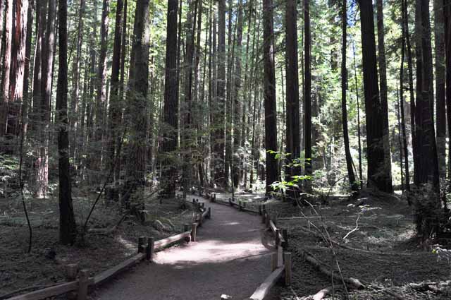 Armstrong Redwoods